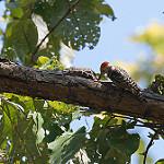 Yellow-crowned Woodpecker / Leiopicus mahrattensis