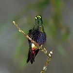 Colorful Puffleg / Eriocnemis mirabilis