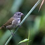 Большой просяночник / Sporophila frontalis
