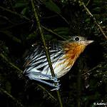 Ochre-striped Antpitta / Grallaria dignissima