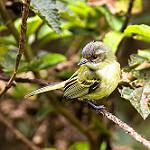 Cinnamon-faced Tyrannulet / Phylloscartes parkeri
