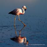 Andean Flamingo / Phoenicoparrus andinus