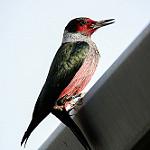 фото