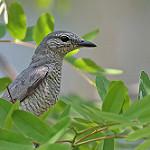 Indochinese Cuckooshrike / Lalage polioptera