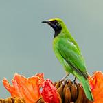 Golden-fronted Leafbird / Chloropsis aurifrons