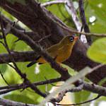 Zosterops luteirostris