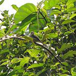 Лесной апалис / Apalis goslingi