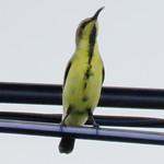 Ornate Sunbird / Cinnyris ornatus