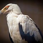Пальмовый гриф / Gypohierax angolensis