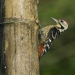 Stripe-breasted Woodpecker / Dendrocopos atratus