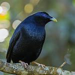Satin Bowerbird / Ptilonorhynchus violaceus