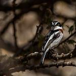 Western Black-headed Batis / Batis erlangeri