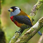 Toucan Barbet / Semnornis ramphastinus