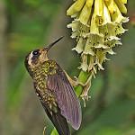 Черноухий колибри / Adelomyia melanogenys