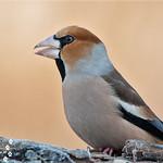 Дубонос / Coccothraustes coccothraustes