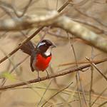 Красногрудая гранателла / Granatellus venustus