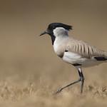 River Lapwing / Vanellus duvaucelii
