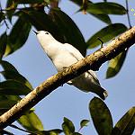 Snowy Cotinga / Carpodectes nitidus