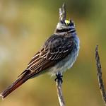 Белоусый тиранн / Empidonomus varius