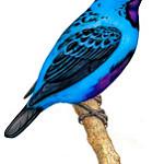 Turquoise Cotinga / Cotinga ridgwayi