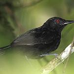 Goeldi's Antbird / Akletos goeldii