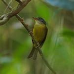 Grey-crowned Tetraka / Xanthomixis cinereiceps