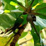 Сенегальский попугай / Poicephalus senegalus