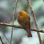 Yellow-headed Manakin / Chloropipo flavicapilla