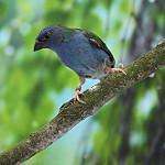 Трёхцветная амадина / Erythrura tricolor