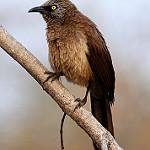 Чернолицая дроздовка / Turdoides melanops