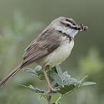 Черногрудая приния / Prinia flavicans