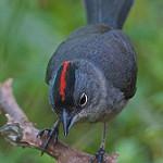 Серая арагуира / Coryphospingus pileatus