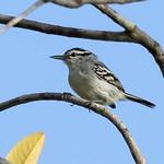 Predicted Antwren / Herpsilochmus praedictus