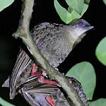 Красноногий пастушок / Himantornis haematopus