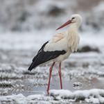 Аистообразные / Ciconiiformes фото