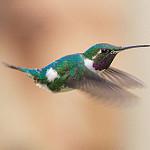 White-bellied Woodstar / Chaetocercus mulsant