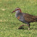 Полосатый трескун / Hypotaenidia philippensis
