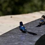 фото