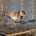 Дутыш / Calidris melanotos