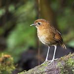 Brown-banded Antpitta / Grallaria milleri