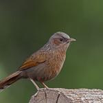 Bhutan Laughingthrush / Trochalopteron imbricatum