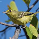 Мангровый виреон / Vireo pallens