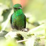 Green-tailed Trainbearer / Lesbia nuna