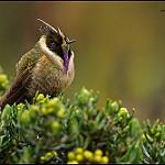 Buffy Helmetcrest / Oxypogon stuebelii