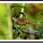 Striated Grassbird / Megalurus palustris