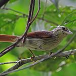 Chestnut-winged Hookbill / Ancistrops strigilatus