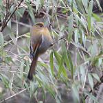 Fulvous Parrotbill / Suthora fulvifrons