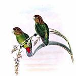Оливковый попугай / Psittacella modesta