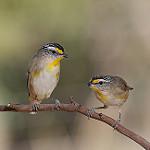 Striated Pardalote / Pardalotus striatus