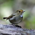 Rufous-browed Flycatcher / Anthipes solitaris